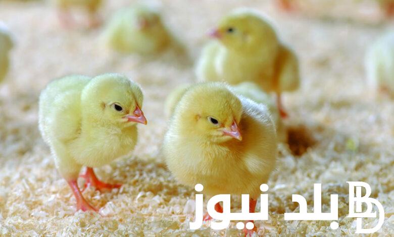 إعــرف الآن سعر الكتكوت الابيض اليوم الخميس 11 يناير 2024 بالشركات المصرية