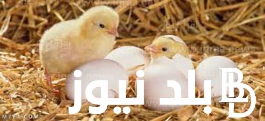 سعر الكتكوت الابيض اليوم السبت 13 يناير 2024 بالشركات للمستهلك