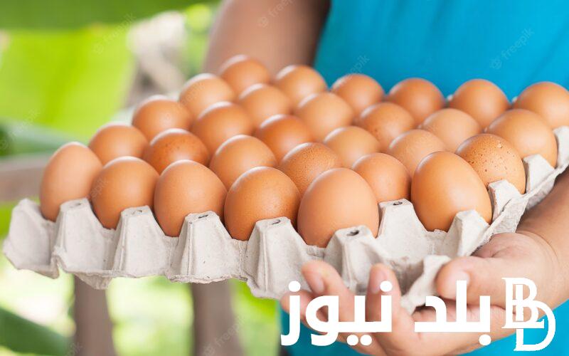 “الابيض والبلدي” سعر كرتونة البيض اليوم للمستهلك الاثنين 29 – 1 – 2024 واسعار الفراخ والكتاكيت