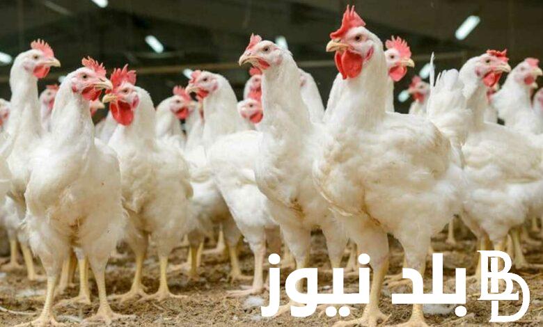 كم سعر كيلو الفراخ البيضاء اليوم الأربعاء 10 يناير 2024 بجميع الشركات المصرية