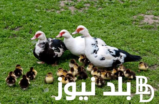 كم سعر كيلو البط المسكوفي اليوم الخميس 29 فبراير 2024 واسعار الكتاكيت في الأسواق