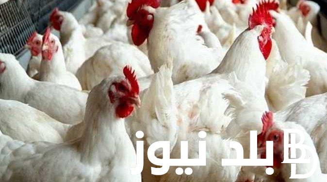 “قبل رمضان” بورصة الدواجن اليوم الفراخ البيضاء الخميس 29 فبراير 2024 في الاسواق للمستهلك