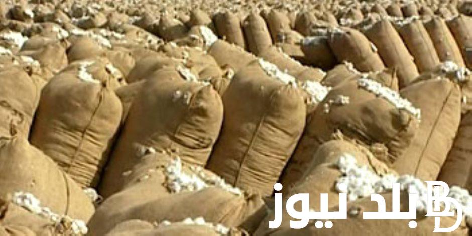 سعر قنطار القطن اليوم الاثنين 5 فبراير 2024 فى المزاد العاشر بالإسكندرية