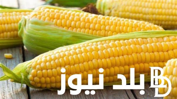 الطن بكام ؟.. سعر طن الذرة اليوم الخميس 8 فبراير 2024 للمُستهلك في جميع المحلات التجارية