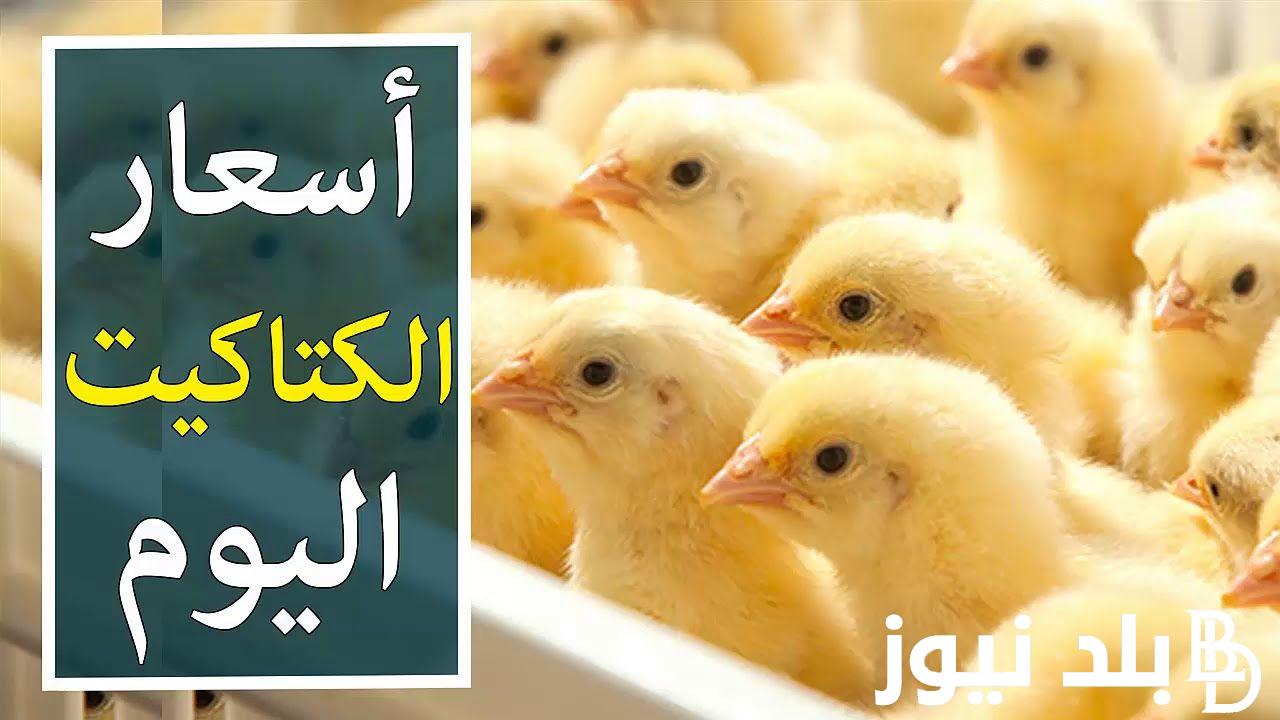 “تعرف على “سعر الكتكوت الأبيض اليوم الاربعاء 7 فبراير 2024 فى الشركات