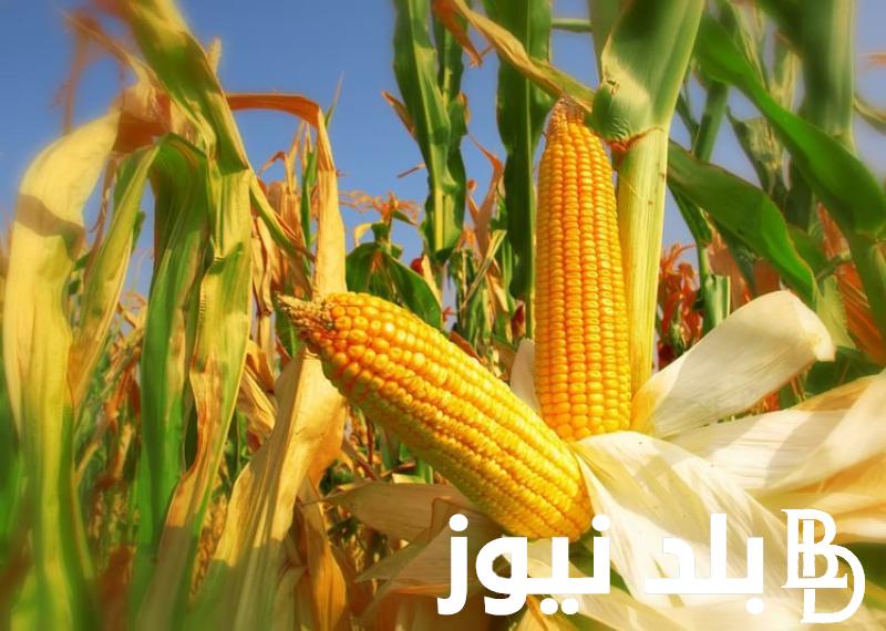 “الاردب بكام” سعر طن الذرة الصفراء اليوم الثلاثاء 20 فبراير 2024 للمستهلك في المحلات التجارية