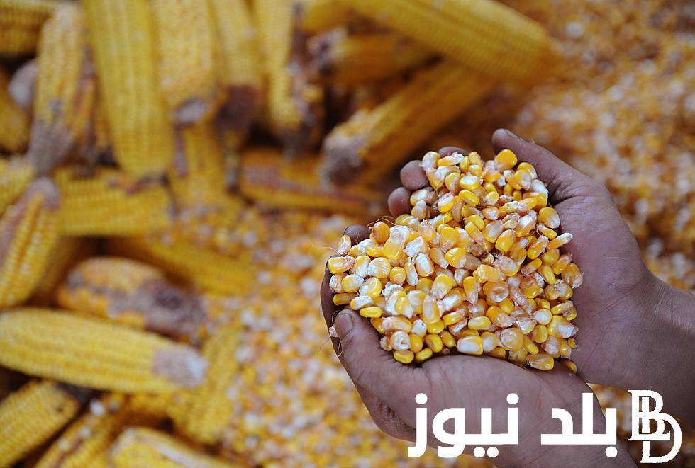 “الذرة المسكر” سعر طن الذرة الصفراء اليوم الاثنين 26 فبراير 2024 للمستهلك في الاسواق