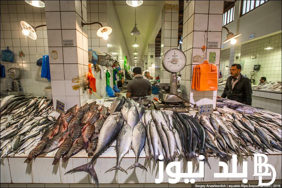 “البوري وصل لكام” تعرف على اسعار السمك اليوم السبت 24 فبراير 2024 بالاسواق المصرية للمستهلك في مصر