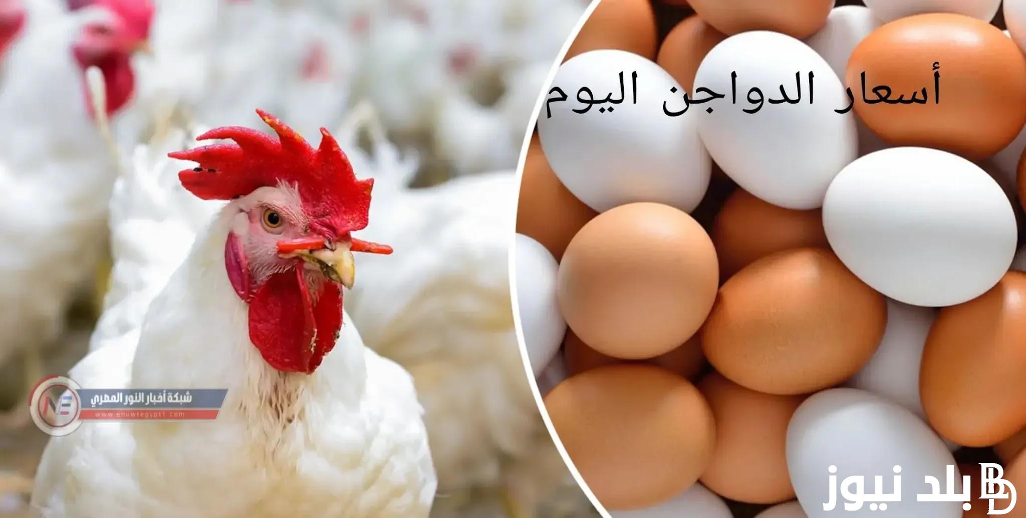 “الكوكو جننت الناس” سعر الفراخ البيضاء اليوم الأربعاء 7 فبراير 2024 في الأسواق التجارية بمصر