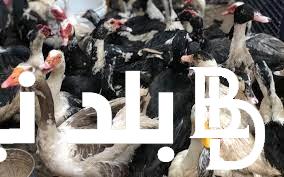اسعار البط البلدي والمولار اليوم الاربعاء 28 فبراير 2024 بالاسواق المصرية