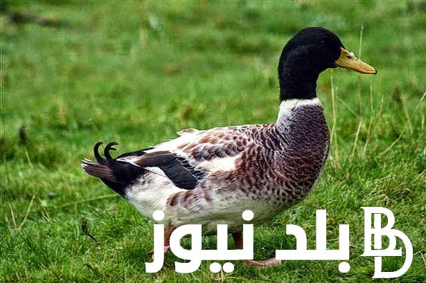 “البطة بكام” تعرف على سعر كيلو البط في الأسواق اليوم الاربعاء 14 فبراير 2024