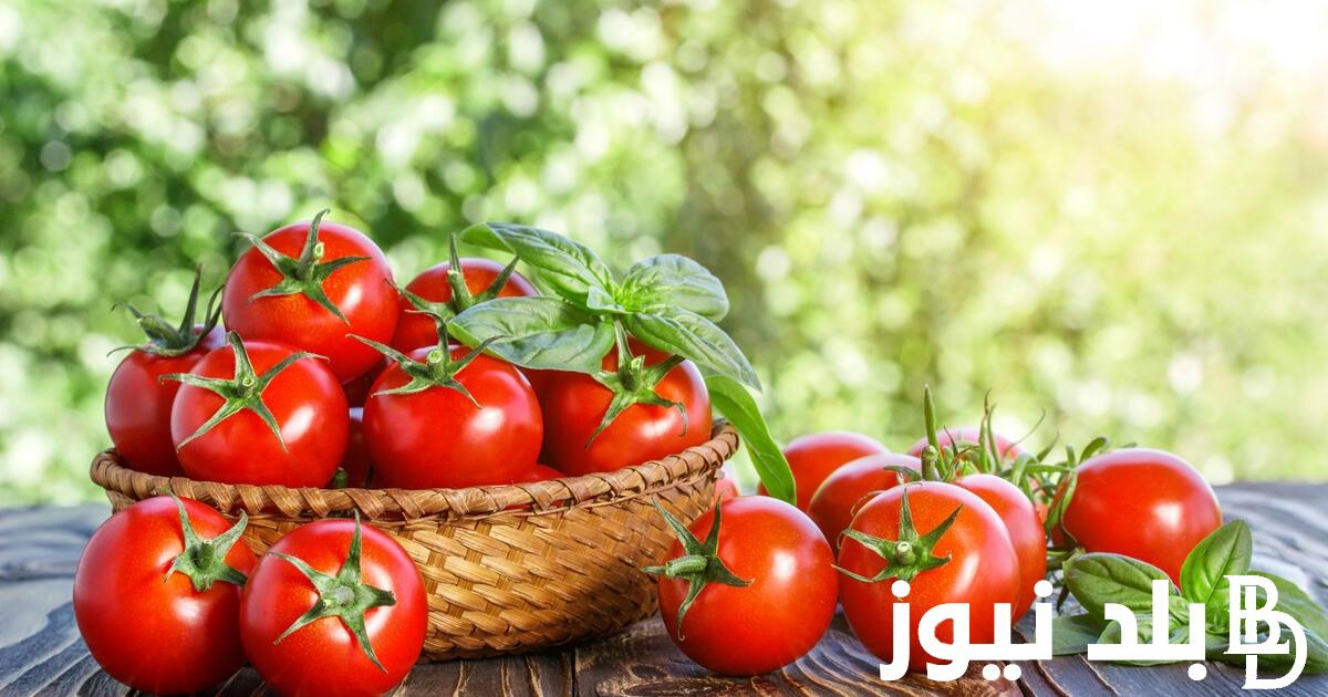 “البدورة الحمراء”.. أسعار الطماطم اليوم في سوق العبور للمستهلك وتجار الجملة