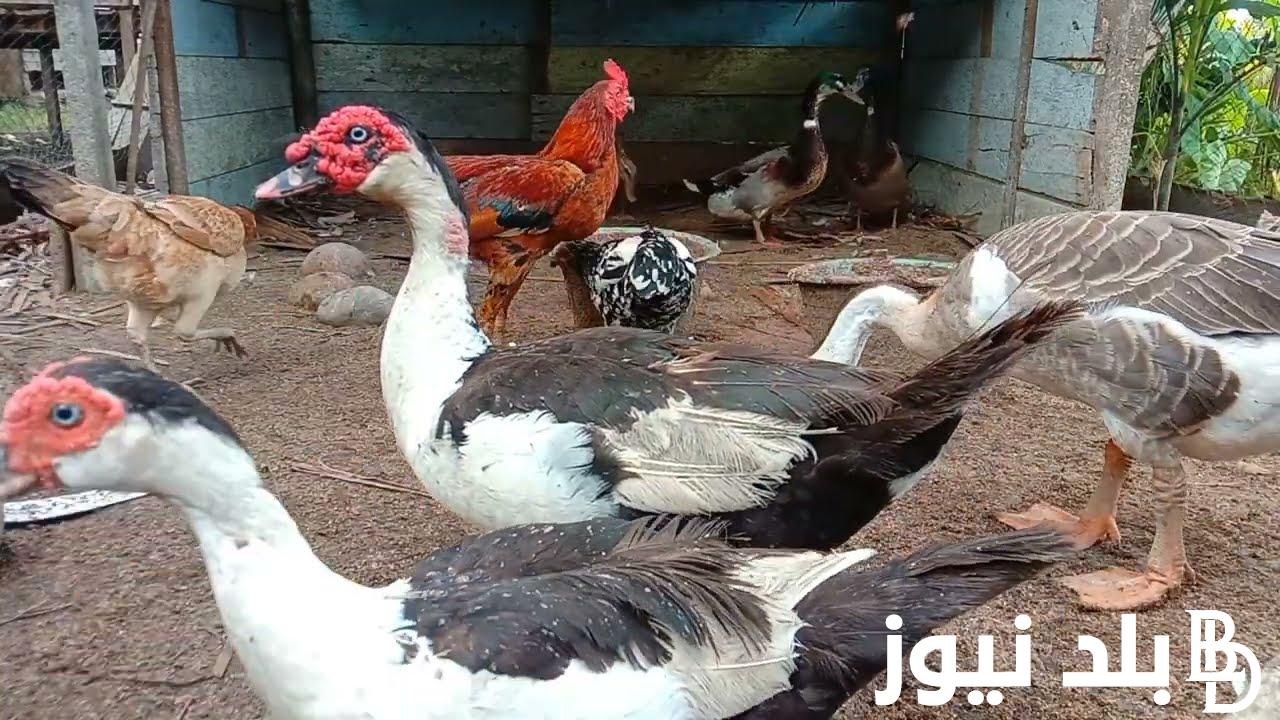 اعرف بكام.. سعر كيلو البط المسكوفي اليوم الاربعاء 28 فبراير 2024 بالاسواق المصرية