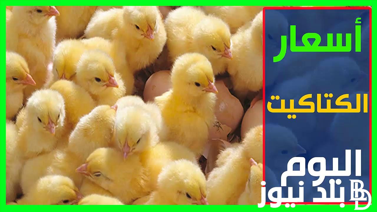 قائمة اسعار الكتاكيت البيضاء اليوم الاربعاء 7 فبراير 2024 في جميع الشركات
