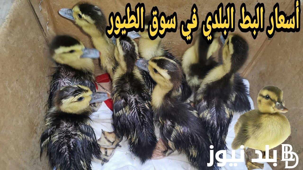 “رومي ومسكوفي” أسعار البط البلدي اليوم الأربعاء 14 فبراير 2024 في سوق الطيور بمصر