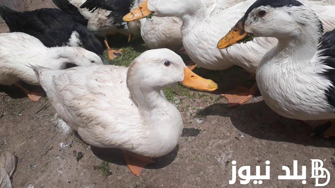 وصل لفين؟.. سعر كيلو البط في الأسواق اليوم الثلاثاء 20 فبراير 2024 للمستهلك في مصر