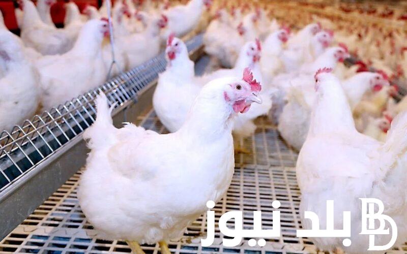 “الكوكو يتراجع” بورصة الدواجن اليوم الفراخ البيضاء الاربعاء 28 فبراير 2024 في الاسواق