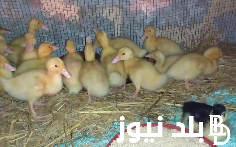 سعر كيلو البط اليوم الخميس 15 فبراير 2024 فى جميع الاسواق المصريه