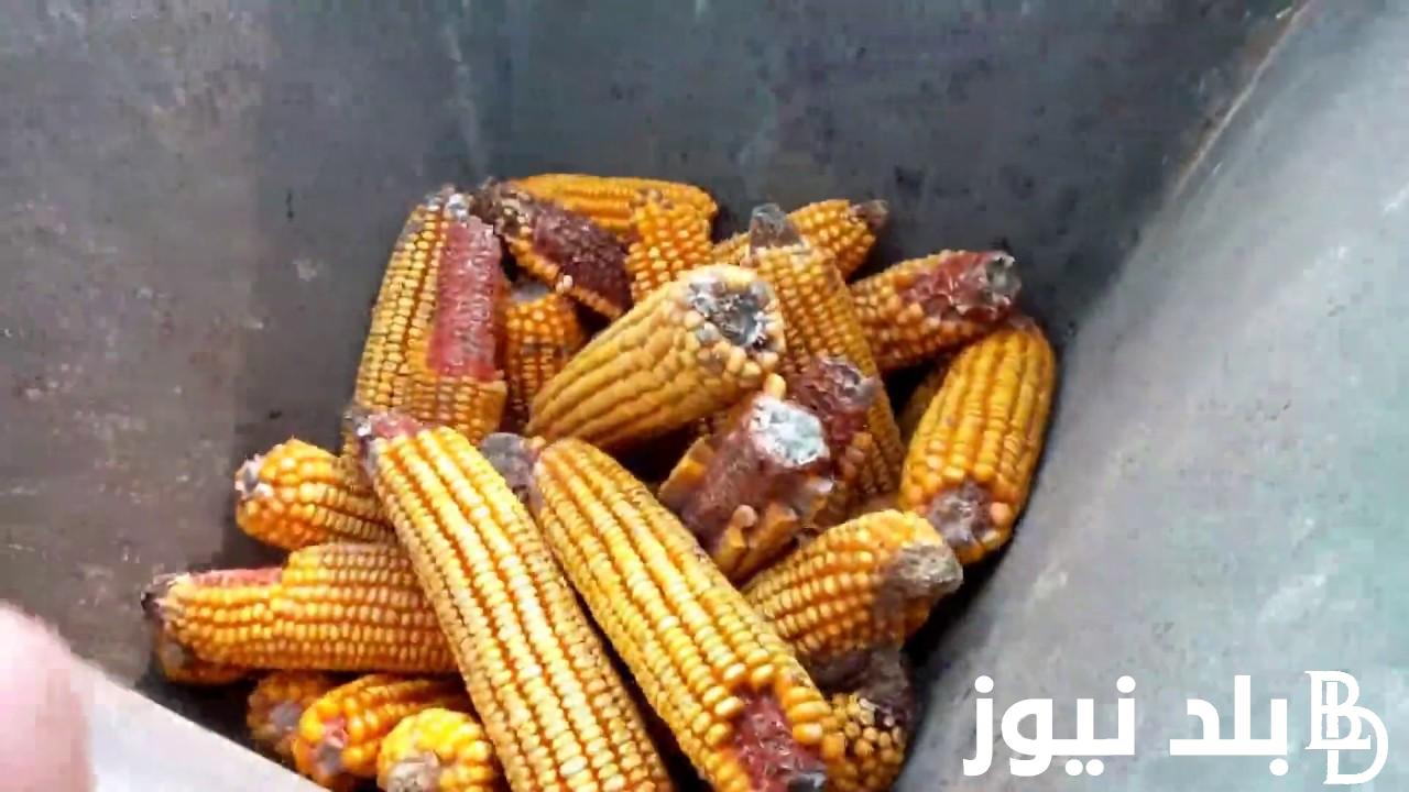 “اصفر وابيض” سعر طن الذره الصفراء اليوم السبت 2024/2/10 للمستهلك في المحلات التجارية