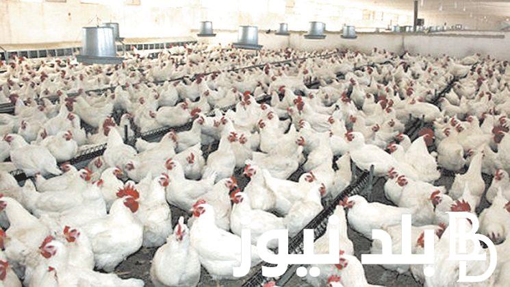 وصلت لكام.. اسعار الفراخ اليوم الخميس 29 فبراير 2024 في الاسواق للمستهلك