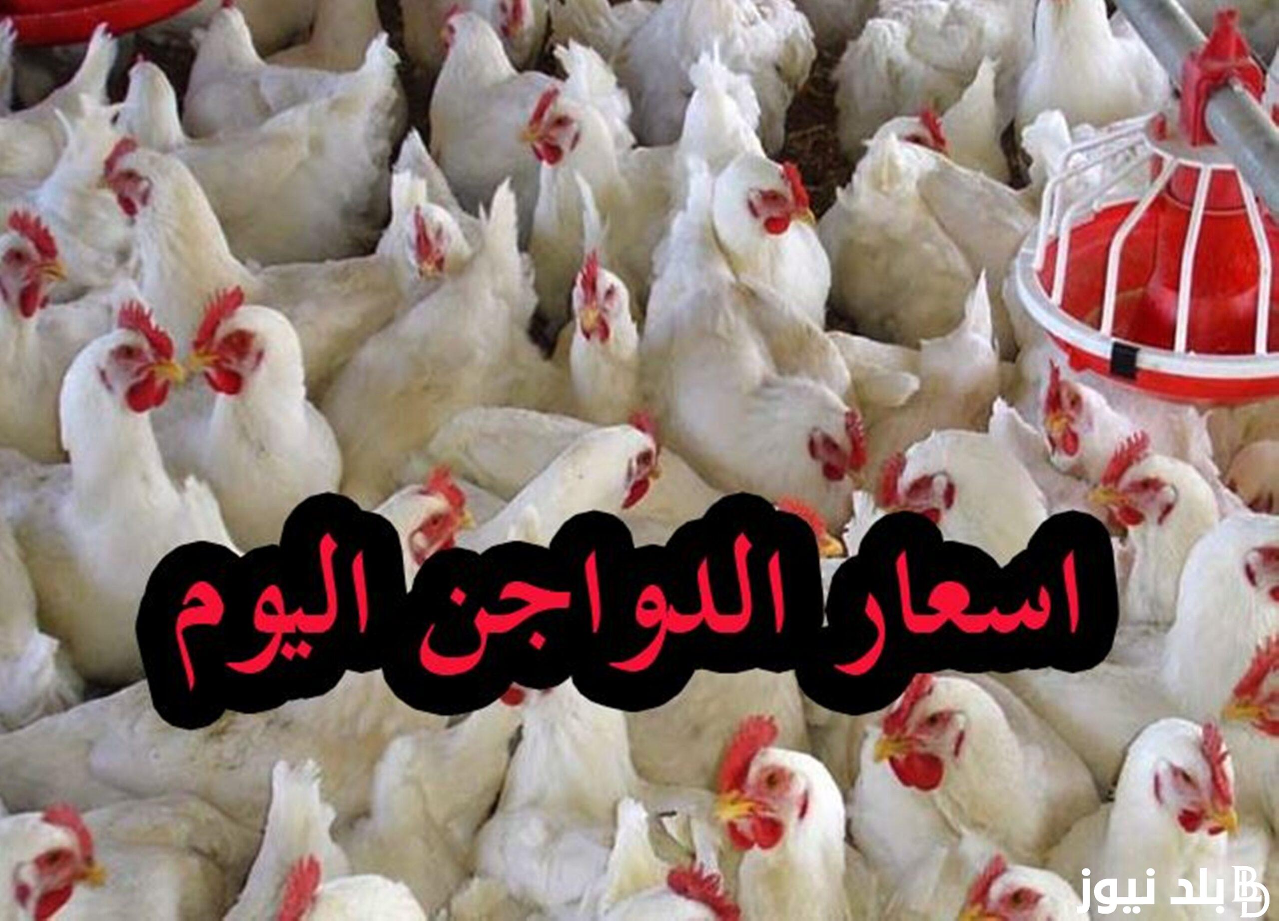 اعرف.. اسعار الفراخ البيضاء اليوم الاربعاء 14 فبراير 2024 فى الاسواق التجاريه