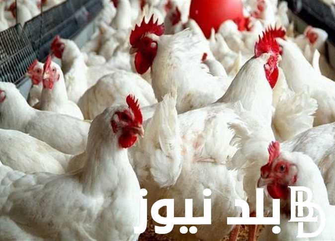 “زلزال في أسعار الفراخ” أسعار الفراخ البيضاء اليوم الثلاثاء 6 فبراير 2024 في الأسواق التجارية