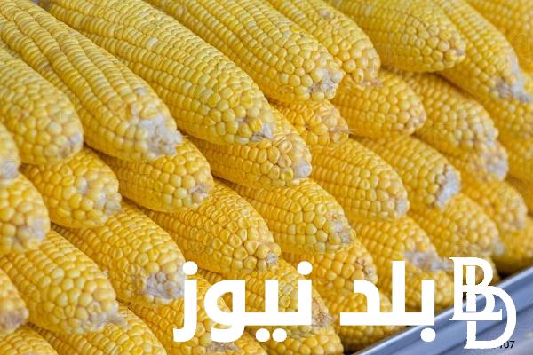 اعرف سعر طن الذرة الصفراء اليوم السبت 10 فبراير 2024 بجميع والأسواق