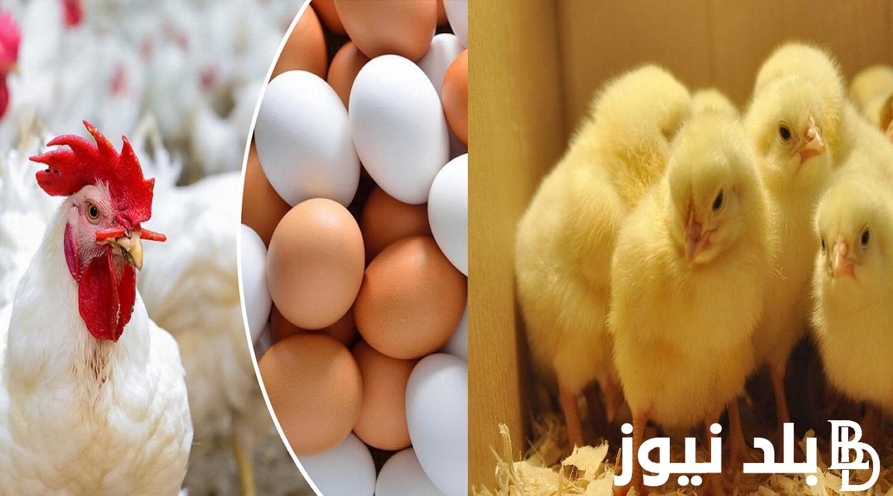 “الكتكوته الساسو بكام” سعر الكتكوت الأبيض والبلدي اليوم السبت 2 مارس 2024 ببورصة الدواجن في مصر