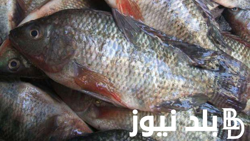 جدول اسعار السمك اليوم الاربعاء 6 مارس 2024 للمستهلك في مصر