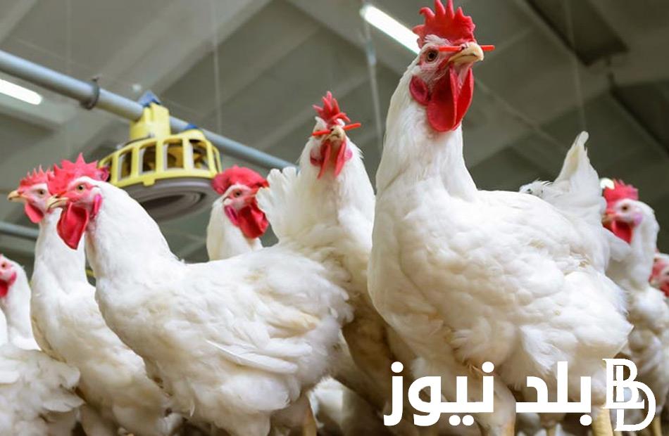 “الكوكو مستقر” بورصة الدواجن اليوم الفراخ البيضاء الاحد 3 مارس 2024 للمستهلك في مصر