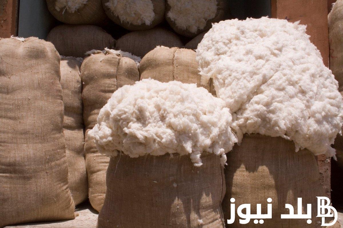 ” القطن بيتكلم مصري ” سعر قنطار القطن اليوم الأربعاء 6 مارس 2024 في جميع المحافظات