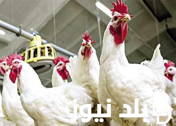 “الكوكو يرتفع” بورصة الدواجن اليوم الفراخ البيضاء الخميس 7 مارس 2024 للتجار و المستهلكين
