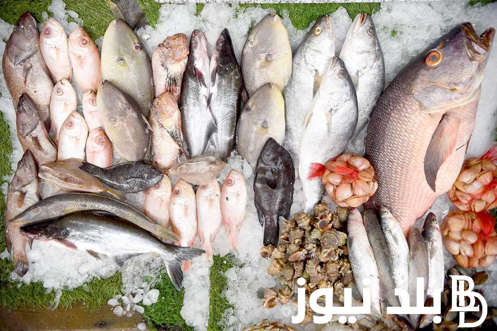 تعرف على اسعار السمك البوري والبلطي اليوم السبت 2 مارس 2024 بالاسواق المصرية
