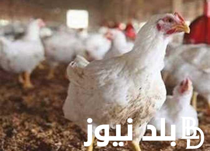 “الاستقرار يسيطر” بورصة الدواجن اليوم الفراخ البيضاء اليوم السبت 2 مارس 2024