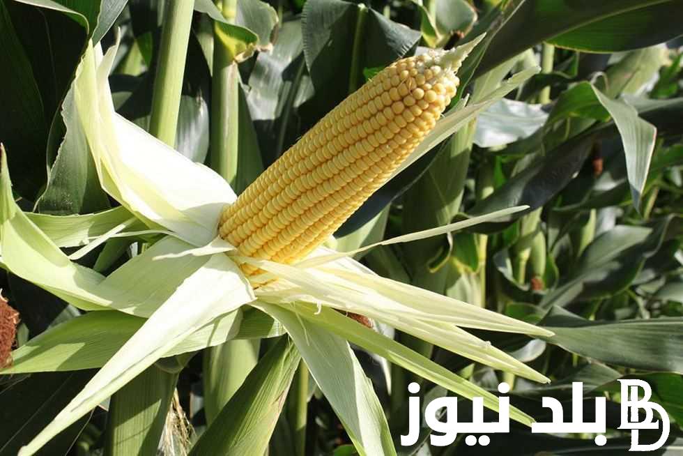 “الاردب على كام” سعر الذرة الصفراء اليوم الخميس 21 مارس 2024 للمستهلك في المحلات التجارية