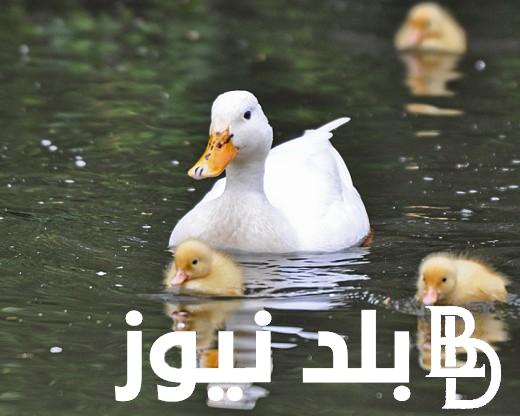 ” البطة بكام ” سعر كيلو البط اليوم الخميس 7 مارس 2024 في الأسواق المصرية للمستهلك