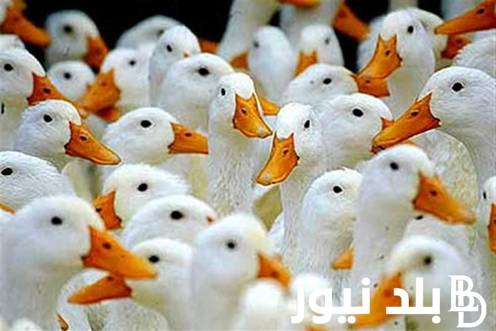 البطاية بكام؟.. سعر كيلو البط المسكوفي اليوم الخميس 7 مارس 2024 للمستهلك في مصر