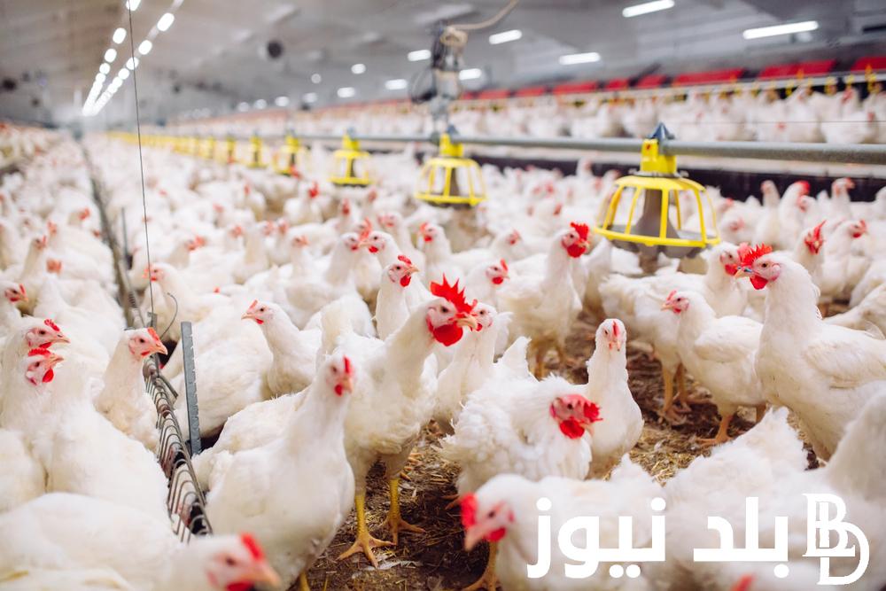 “الامهات و الساسو” بورصة الدواجن اليوم الفراخ البيضاء الاربعاء 20 مارس 2024 في الاسواق المصرية