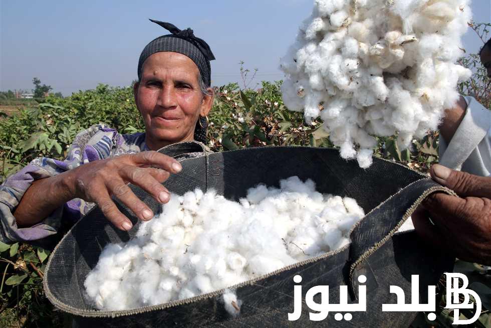 بكام النهارده؟.. سعر قنطار القطن اليوم الثلاثاء 5 مارس 2024 في الاسواق