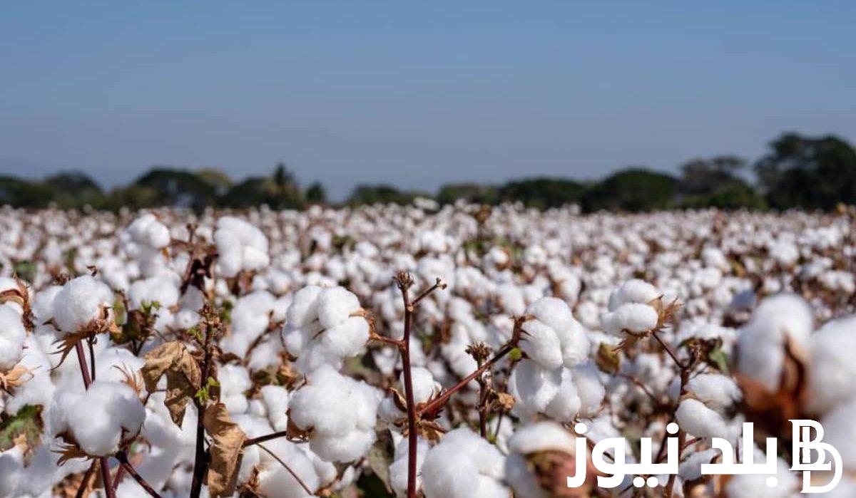 “سوبر جيزة” سعر قنطار القطن اليوم الاربعاء 6 مارس 2024 في مصر