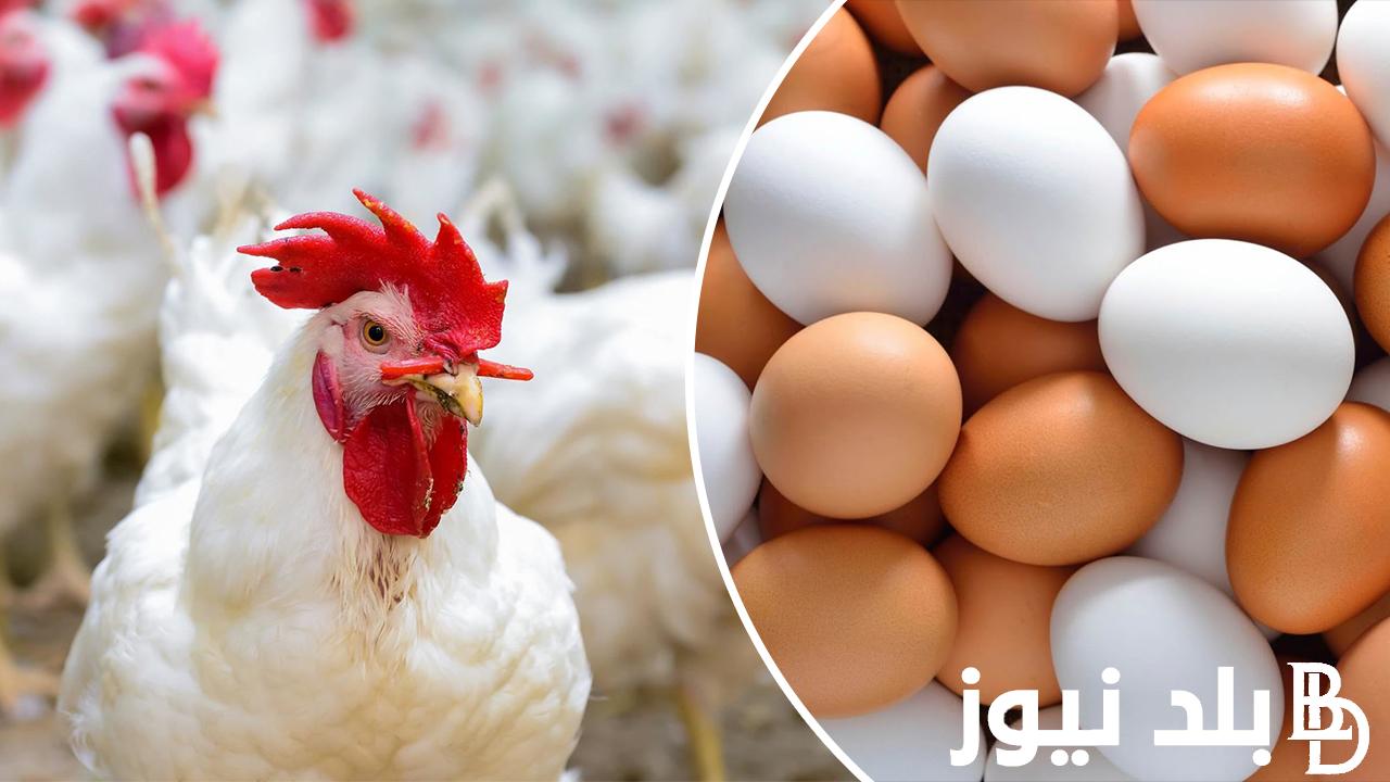 “الساسو والبلدي” سعر الفراخ البيضاء والبيض اليوم السبت 2 مارس بالمزارع وللمستهلك في مصر