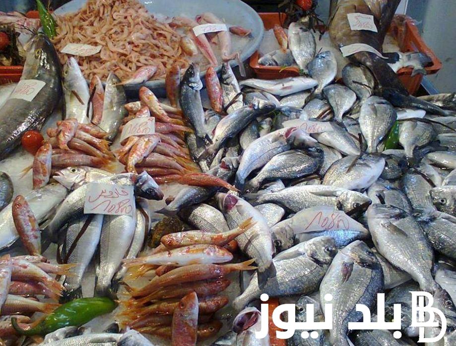 اسعار السمك اليوم الثلاثاء 12 مارس 2024 للمستهلك في مصر