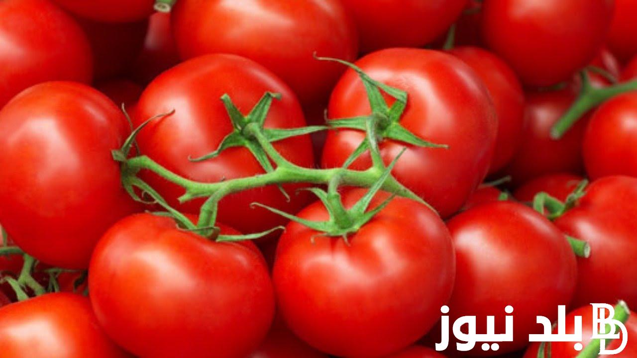 البصل بكام النهاردة.. سعر الطماطم اليوم الاحد 3 مارس 2024 في الاسواق