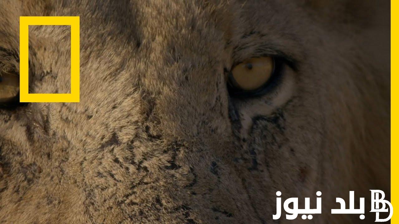 حمل الان تردد قناة ناشيونال جيوغرافيك الجديد 2024 لمتابعة افضل البرامج الوثائقية علي جميع الأقمار الصناعية