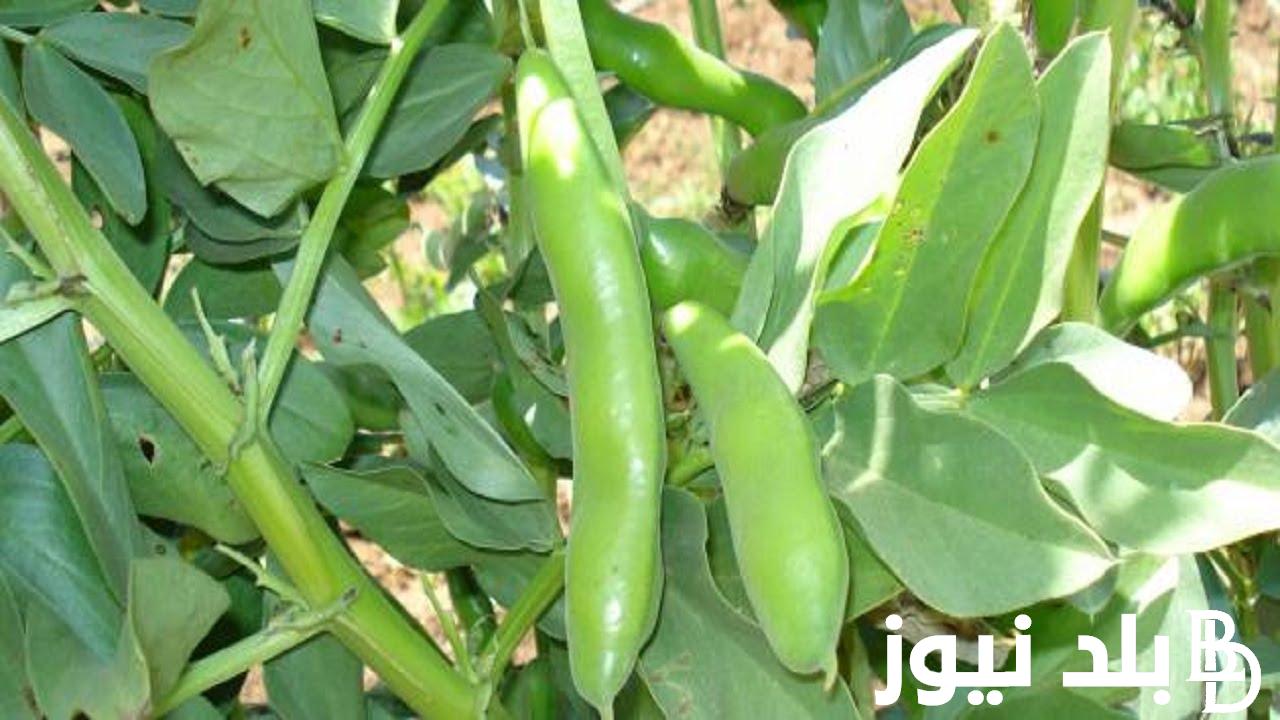 “بلدى ومستورد” سعر كيلو الفول البلدي اليوم الاحد 10 مارس 2024 فى جميع الاسواق المصريه