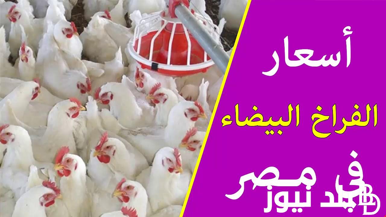 الفراخ بكام؟.. بورصة الدواجن اليوم الفراخ البيضاء اليوم الاحد 31 مارس 2024 للمستهلك في مصر