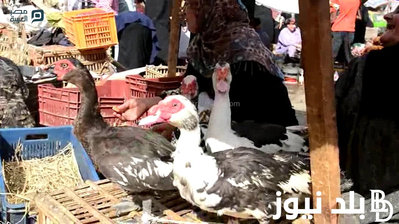 ” بلدي ومسكوفي ” سعر كيلو البط المسكوفي اليوم الثلاثاء 5 مارس 2024 في الأسواق للمستهلك