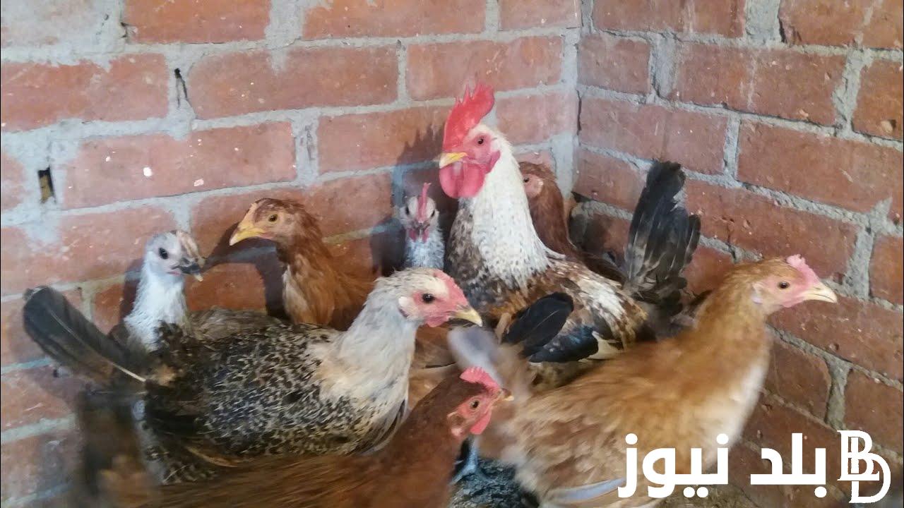 اسعار الفراخ والبط اليوم الاربعاء 6 مارس 2024 في المزارع