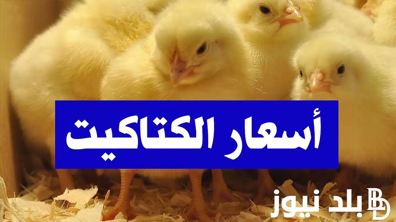 اشتري دلوقتي.. أسعار الكتكوت الأبيض اليوم الخميس 7 مارس 2024 بجميع الشركات في مصر