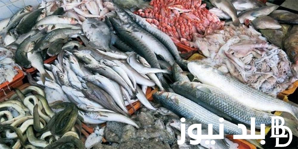“السمك بيلعب” سعر السمك البلطي اليوم السبت 23 مارس 2024 في جميع الاسواق لتجارة الجملة
